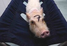 La Comunidad de Madrid oculta información sobre los animales maltratados en Vivotecnia La Comunidad de Madrid oculta información sobre los animales maltratados en Vivotecnia