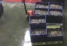 8 detenidos por comercializar almejas tóxicas 8 detenidos por comercializar almejas tóxicas