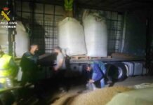 Desarticulada una organización por envíos masivos de marihuana a Europa Desarticulada una organización por envíos masivos de marihuana a Europa