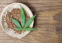 El cultivo de cannabis: un remedio natural con tantos adeptos como tiene en antigüedad El cultivo de cannabis: un remedio natural con tantos adeptos como tiene en antigüedad