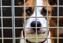 Muere un perro colgado tras saltar de un balcón en Girona Consejos para la adopción de perros