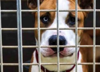 Consejos para la adopción de perros Consejos para la adopción de perros