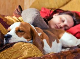 Dormir con tu perro podría ayudarte a descansar mejor por la noche Dormir con tu perro podría ayudarte a descansar mejor por la noche
