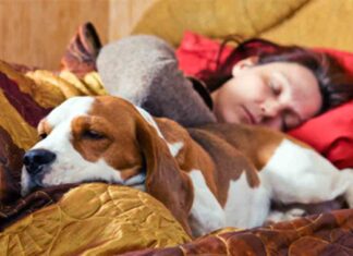 Dormir con tu perro podría ayudarte a descansar mejor por la noche Dormir con tu perro podría ayudarte a descansar mejor por la noche