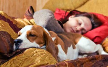 Dormir con tu perro podría ayudarte a descansar mejor por la noche Dormir con tu perro podría ayudarte a descansar mejor por la noche