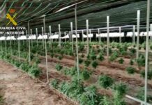 Intervenidas 62.000 plantas de cannabis en Almería Intervenidas 62.000 plantas de cannabis en Almería