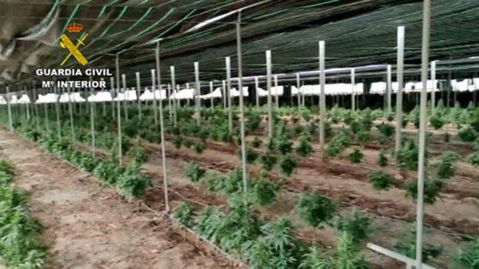 Intervenidas 62.000 plantas de cannabis en Almería