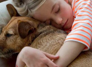Principales motivos para adoptar un perro Principales motivos para adoptar un perro