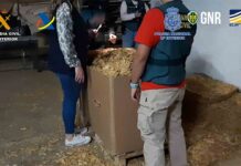 Cae otra organización dedicada a la fabricación de tabaco Agentes de la Policía Nacional, en una operación conjunta con la Guardia Civil, la Guarda Nacional Republicana, la Agencia Tributaria y EUROPOL ha desarticulado una organización dedicada, presuntamente, a la fabricación y comercialización de forma fraudulenta de tabaco entre España y Portugal. La investigación se inició cuando los agentes comprobaron cómo una persona estaba introduciendo grandes cantidades de tabaco crudo para su posterior tratamiento y distribución por diferentes lugares de la península Ibérica, todo ello sin contar con las autorizaciones pertinentes para este tipo de actividad comercial y evitando, con ello, todos los controles sanitarios y fiscales sobre la actividad. Con el avance de las gestiones policiales, se verificó cómo esta persona había establecido en una localidad de la provincia de Zamora un centro logístico intermedio de distribución de la mercancía entre España y el país luso, que le permitía recibir la mercancía dificultando, de esta forma, el control por las autoridades portuguesas que le investigaban, manteniendo un punto de tratamiento del tabaco en la localidad de Villoruela, en Salamanca. La cooperación policial entre autoridades de diferentes países, especialmente entre España y Portugal, permitió descubrir cómo un ciudadano de nacionalidad portuguesa que estaba siendo investigado en su país de origen por hechos similares, mantenía una relación de negocios estable con el investigado en España. El tabaco sería desviado para la fabricación clandestina de cigarrillos Como consecuencia de todo ello, se procedió a desarrollar una operación conjunta en ambos países, realizando un total de 59 registros en Portugal y cuatro en España, en los que se han intervenido más de once toneladas de tabaco crudo, diverso material para su procesado y empaquetado, así como sustancias para aromatizar el tabaco, siendo este tabaco susceptible de desviarse para la fabricación clandestina de cigarrillos, suponiendo un importante perjuicio para la Hacienda Pública. A la persona que había establecido en una localidad zamorana un centro logístico intermedio de distribución, también se le imputa un supuesto delito de tráfico de drogas como consecuencia del hallazgo, durante el registro de su vivienda, de diez kilogramos de marihuana. Con esta operación, se da por desarticulada una organización criminal transfronteriza dedicada a la fabricación y comercialización fraudulenta de productos de tabaco, además de poner fin al fraude fiscal cometido con este tipo de negocio.