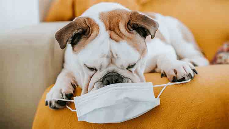 ¿Pueden los perros contraer coronavirus?