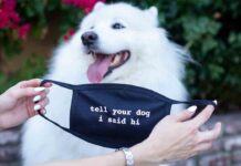 ¿Pueden los perros contraer coronavirus? ¿Pueden los perros contraer coronavirus?