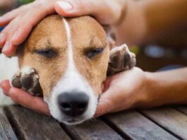 Ahora es el momento, ‘Adopta un invisible’ en Barcelona Ahora es el momento, 'Adopta un invisible' en Barcelona