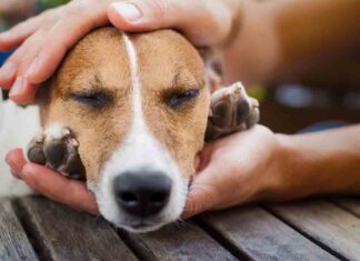 Ahora es el momento, ‘Adopta un invisible’ en Barcelona Ahora es el momento, 'Adopta un invisible' en Barcelona