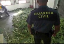 Decomisan 7.000 plantas de cannabis en Granada Decomisan 7.000 plantas de cannabis en Granada