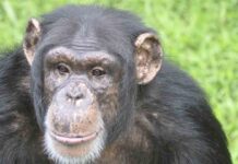 EEUU comenzará a vacunar a 77 chimpancés de un santuario en Georgia EEUU comenzará a vacunar a 77 chimpancés de un santuario en Georgia