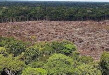 La deforestación en la Amazonía brasileña alcanza el nivel anual más alto en una década La deforestación en la Amazonía brasileña alcanza el nivel anual más alto en una década