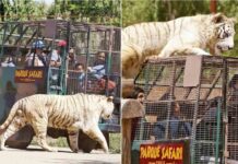 Muere una mujer en Chile atacada por un tigre que escapó de su jaula Muere una mujer en Chile atacada por un tigre que escapó de su jaula