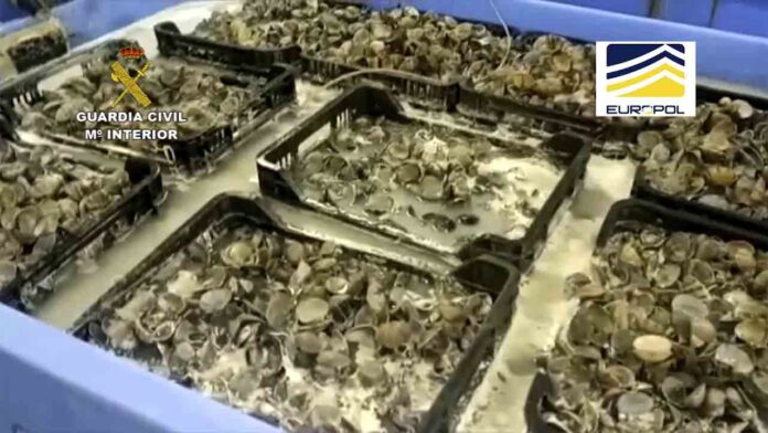 Intervienen 16 toneladas de moluscos procedentes del marisqueo ilegal