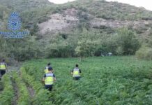 Desmanteladas 8.200 plantas de marihuana en Huesca Desmanteladas 8.200 plantas de marihuana en Huesca