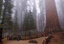 El árbol más grande del mundo envuelto en una manta resistente al fuego El árbol más grande del mundo envuelto en una manta resistente al fuego