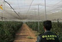 Incautadas 40.000 plantas y 130 kilos de marihuana en Granada Incautadas 40.000 plantas y 130 kilos de marihuana en Granada