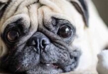 Reino Unido calificará el robo de mascotas como un delito penal Reino Unido calificará el robo de mascotas como un delito penal