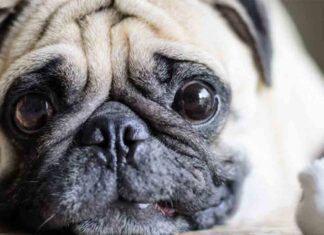 Reino Unido calificará el robo de mascotas como un delito penal Reino Unido calificará el robo de mascotas como un delito penal