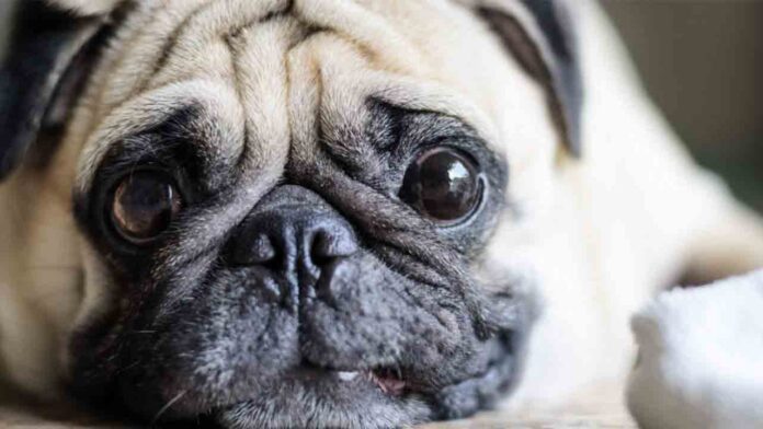 Reino Unido calificará el robo de mascotas como un delito penal