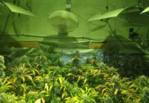 Seis detenidos en Jerez y Sánlucar por plantaciones de marihuana Seis detenidos en Jerez y Sánlucar por plantaciones de marihuana