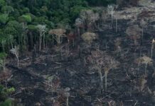 EEUU lanzará un pacto en toda la Amazonía para reducir la deforestación EEUU lanzará un pacto en toda la Amazonía para reducir la deforestación