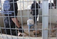 Desarticulada una organización dedicada a las peleas de gallos en València Desarticulada una organización dedicada a las peleas de gallos en València