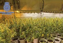 Desmantelada una plantación de marihuana de gran producción en Guadalajara Desmantelada una plantación de marihuana de gran producción en Guadalajara