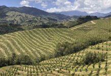 El auge del aguacate en Colombia muestra los costes ocultos del ‘oro verde’ El auge del aguacate en Colombia muestra los costes ocultos del 'oro verde'