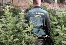 Incautan 400 kilos de cogollos de marihuana en Cuenca Incautan 400 kilos de cogollos de marihuana en Cuenca