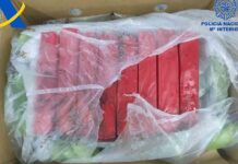 Intervienen en Algeciras 1.152 kilos de coca escondida entre plátanos Intervienen en Algeciras 1.152 kilos de coca escondida entre plátanos