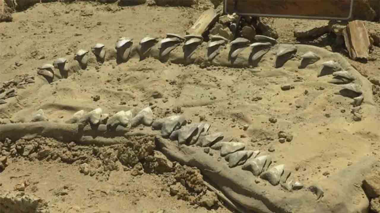 Encuentran el diente más grande del mundo de megalodon, el tiburón gigante prehistórico