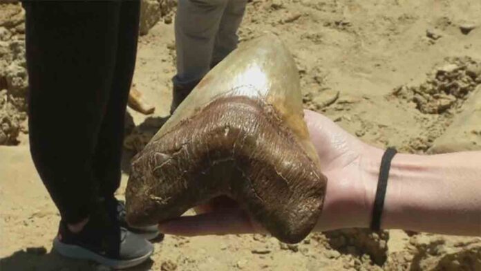 Encuentran el diente más grande del mundo de megalodon, el tiburón gigante prehistórico
