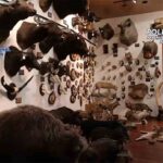 Intervienen en Madrid 49 animales disecados y 132 piezas de marfil