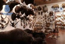 Intervienen en Madrid 49 animales disecados y 132 piezas de marfil Intervienen en Madrid 49 animales disecados y 132 piezas de marfil