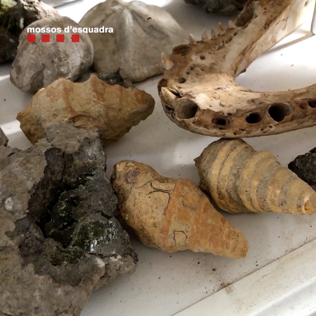 Recuperados cientos de fósiles y restos paleontológicos expoliados en yacimientos catalanes