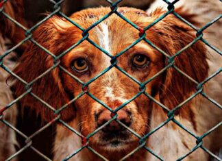 La Ley que ya no considera ‘objetos’ a los animales logra, el aval del Congreso La Ley que ya no considera 'objetos' a los animales logra el aval del Congreso
