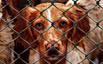 La Ley que ya no considera ‘objetos’ a los animales logra, el aval del Congreso La Ley que ya no considera 'objetos' a los animales logra el aval del Congreso