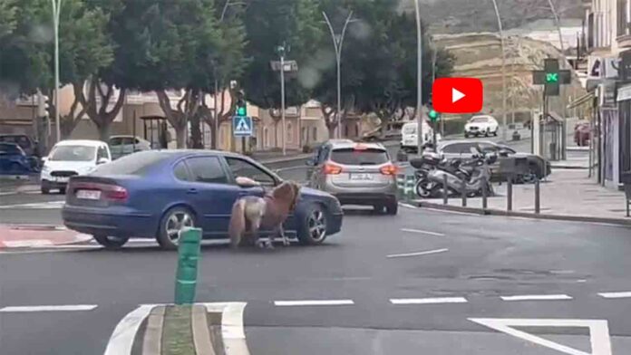 El Seprona busca a un hombre que llevaba a un poni atado a su coche en Almería