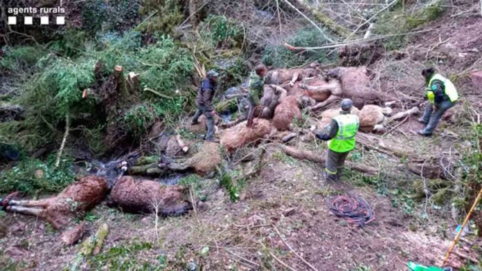 Mueren 15 caballos al caer por un barranco en Lleida debido al ataque de unos perros