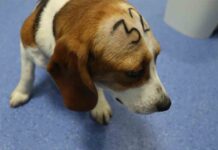 Admiten la demanda contra el estudio con perros beagle Admiten la demanda contra el estudio con perros beagle