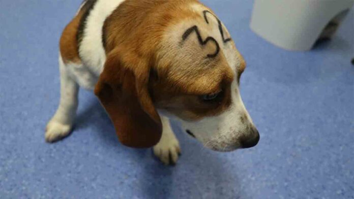 Admiten la demanda contra el estudio con perros beagle