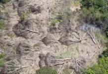 La deforestación en la Amazonía brasileña alcanza un nuevo récord deforestación en la Amazonía
