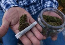 Barcelona es la ciudad europea con mayor consumo de marihuana Barcelona es la ciudad europea con mayor consumo de marihuana