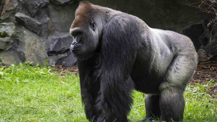 Los gorilas del Parque de Cabárceno que dieron positivo en Covid ya están curados