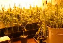 Siete detenidos, entre ellos un Mosso, en una operación contra el tráfico de marihuana Siete detenidos, entre ellos un Mosso, en una operación contra el tráfico de marihuana
